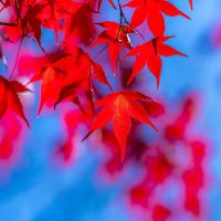 autumn-5